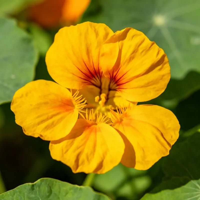 Yellow Nasturtium Seeds - Verdseeds